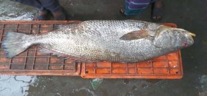 দাতিনা মাছ