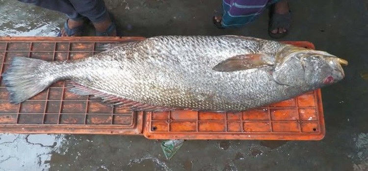 দাতিনা মাছ